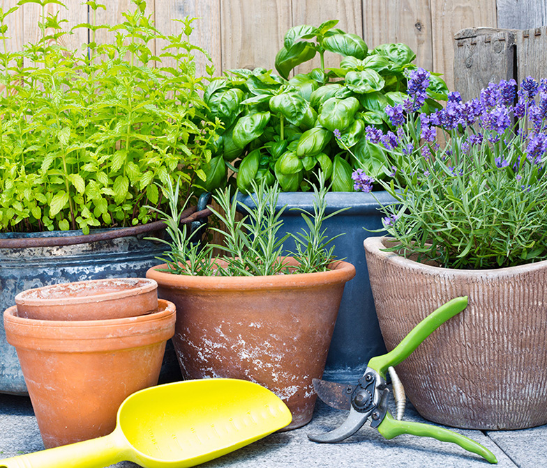 Great Value Plants
