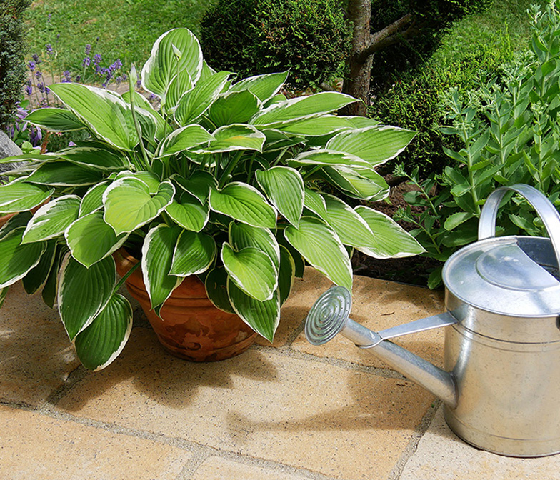 Shade Tolerant Plants