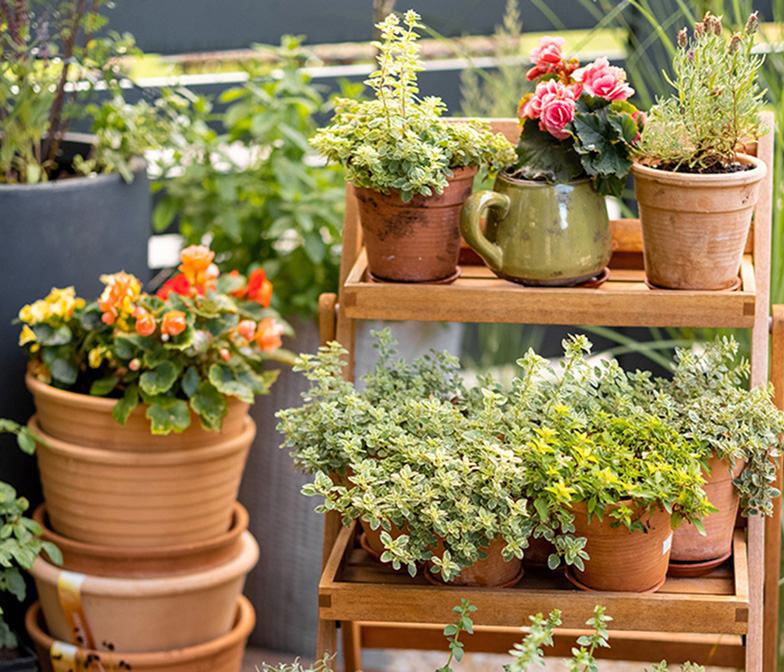 Smaller Plants