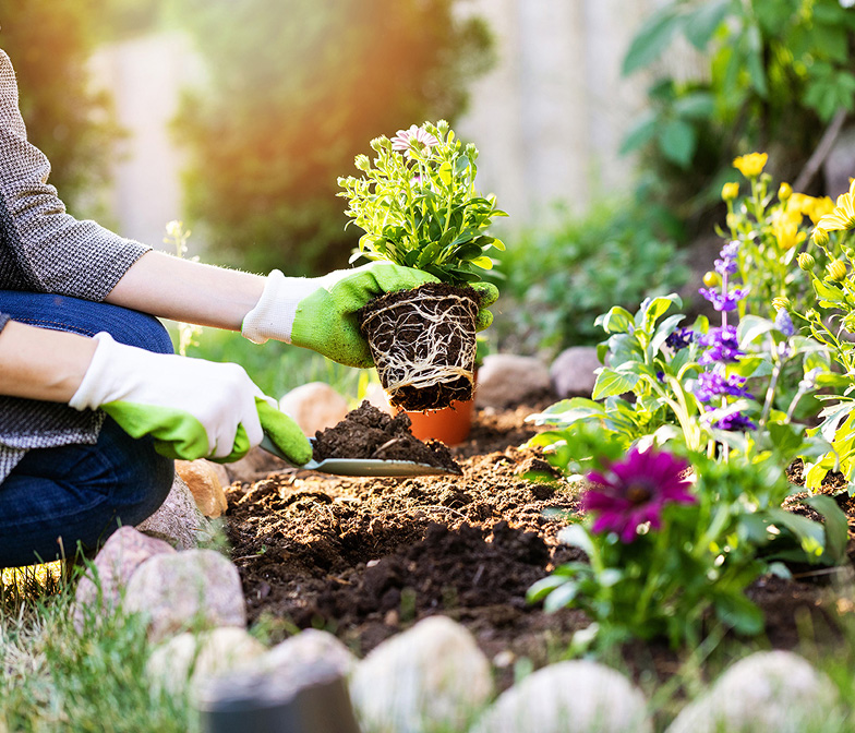 Fast Growing Plants