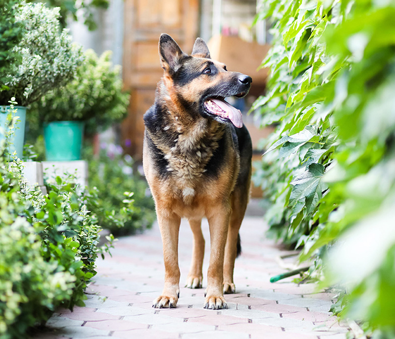 Pet Safe Plants