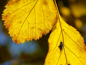 Autumn